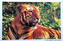 他の写真1: ポストカード：インドの動物　＜クリックポストOK＞