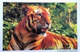 ポストカード：インドの動物　＜クリックポストOK＞