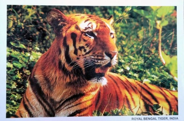 画像1: ポストカード：インドの動物　＜クリックポストOK＞