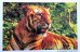 画像1: ポストカード：インドの動物　＜クリックポストOK＞ (1)